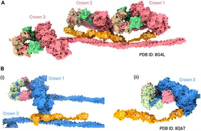 Bringing into focus the central domains C3-C6 of myosin binding protein C